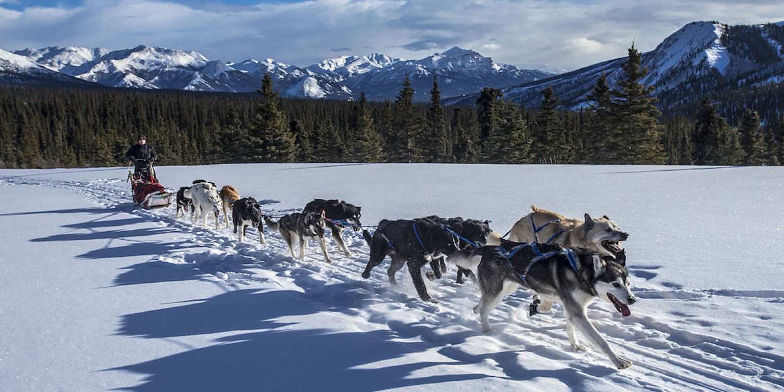 Dog sledding in the valley